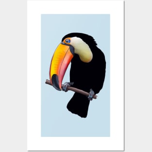 Toco Toucan Posters and Art